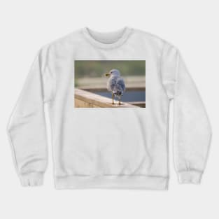 Ring-billed Gull Handrail Walker Crewneck Sweatshirt